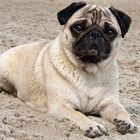 Ellie am Strand 2011