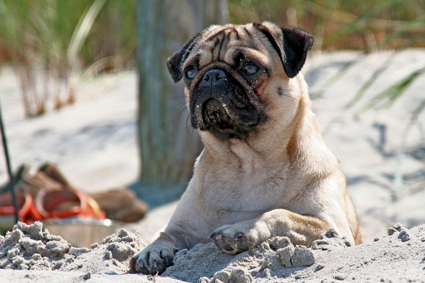 Ellie am Strand