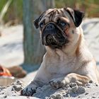 Ellie am Strand