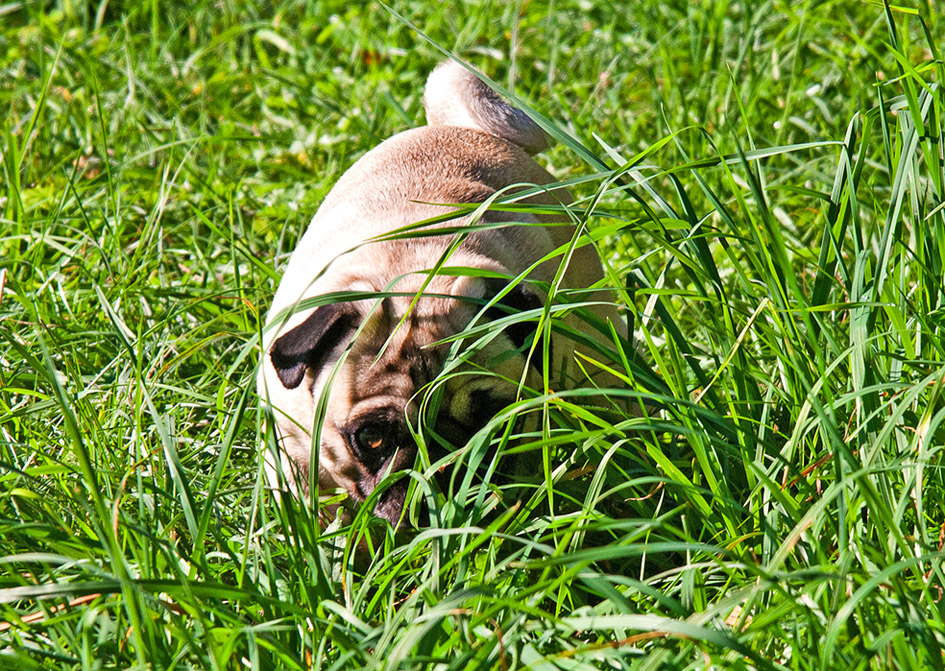 ...Ellie versteckt sich im Gras...