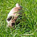 ...Ellie versteckt sich im Gras...