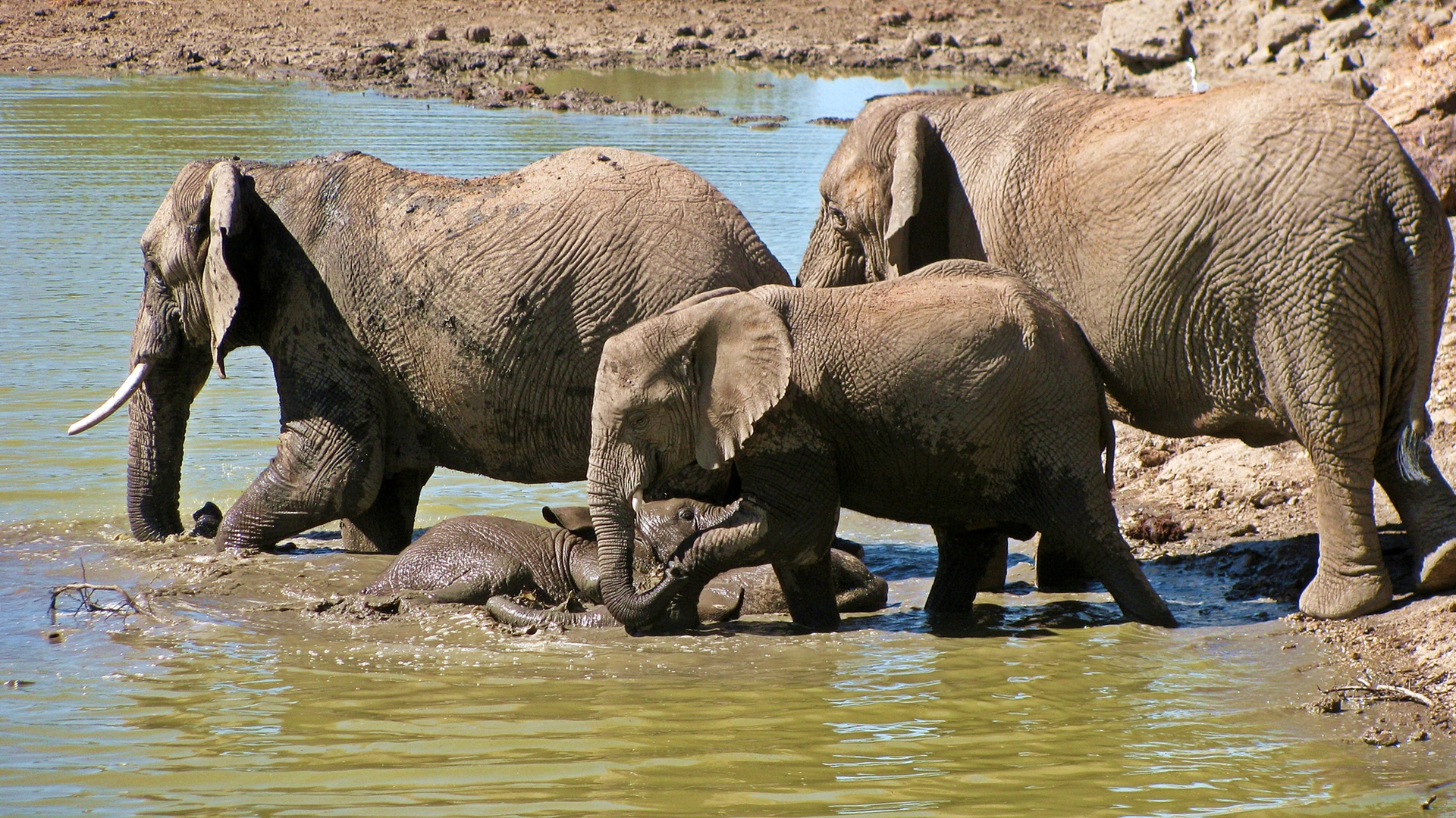 Ellies in the pond..