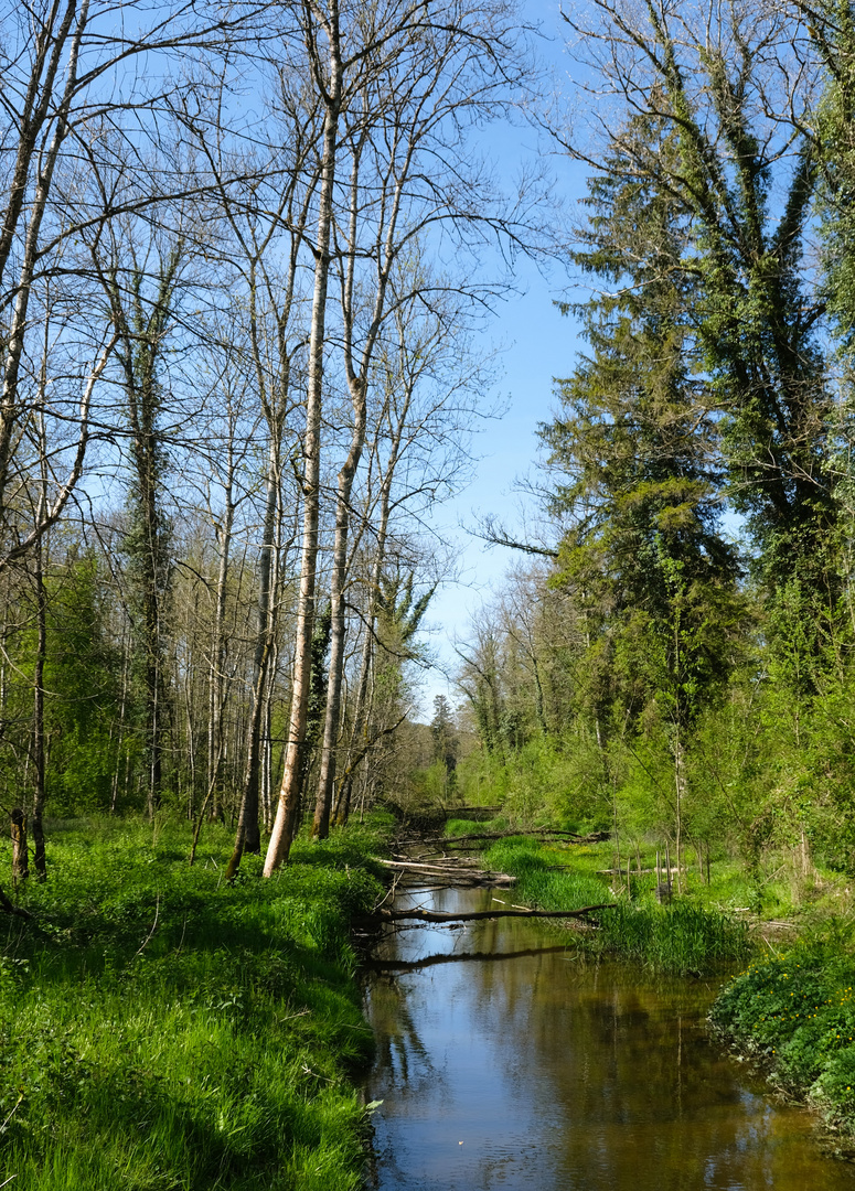 Elliker-Wald -1