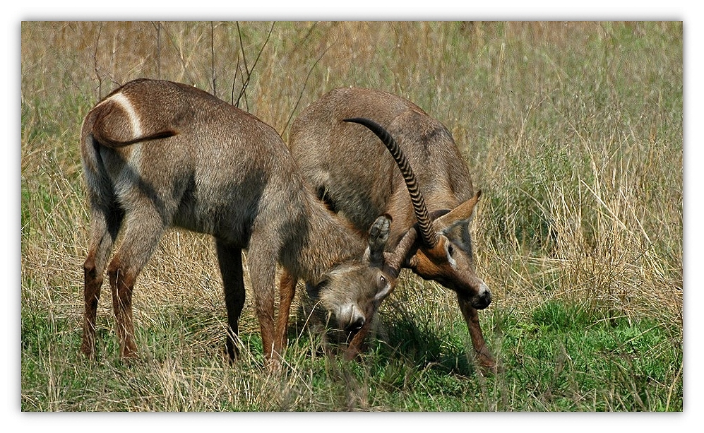 ellipsen wasserbock