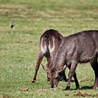 Ellipsen-Wasserbock