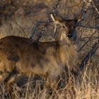 Ellipsen Wasserbock, etwas überrascht im Dickicht