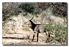 Ellipsen-Wasserbock  in der Namib