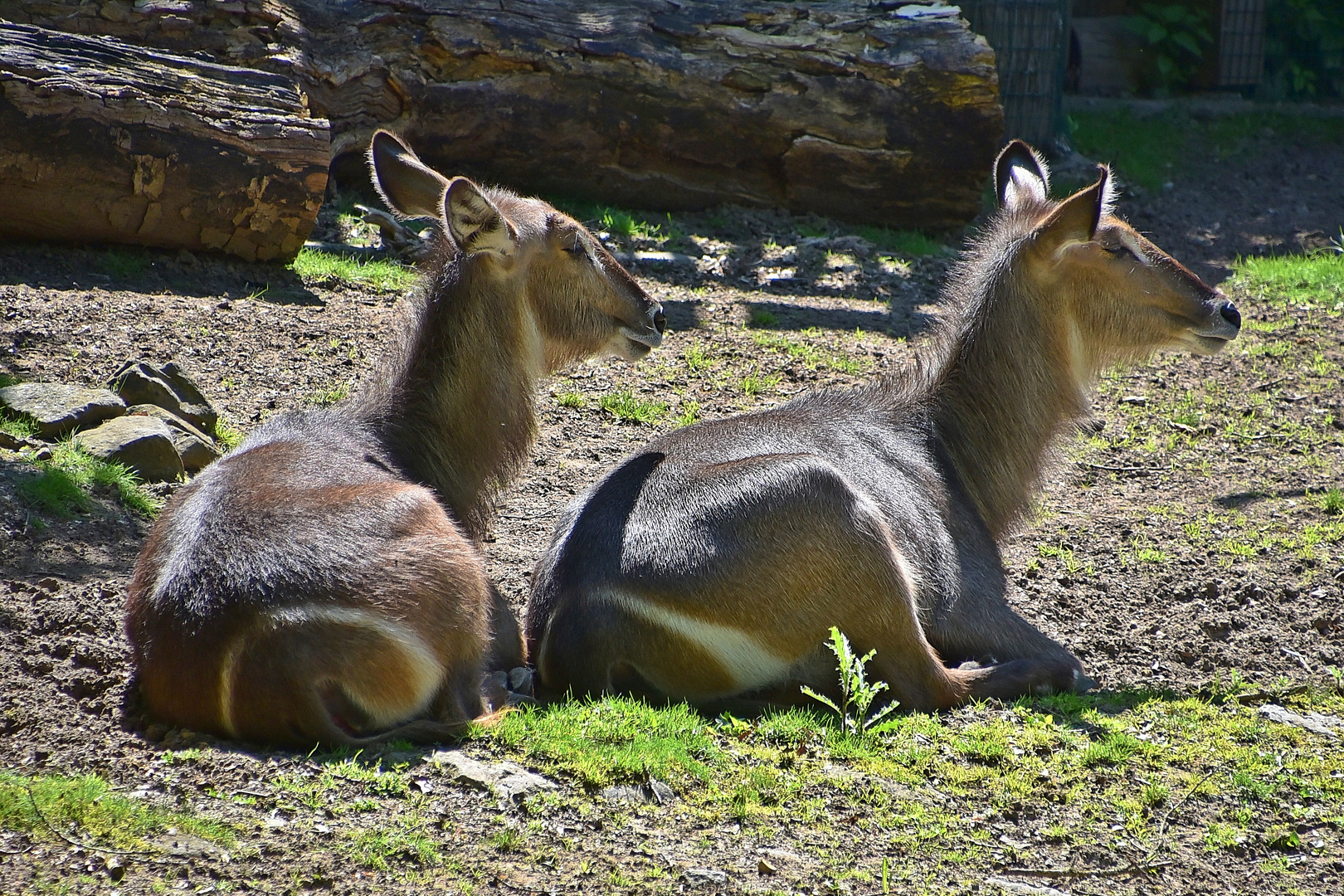 Ellipsen-Wasserbock (Kobus ellipsiprymnus)