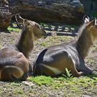 Ellipsen-Wasserbock (Kobus ellipsiprymnus)