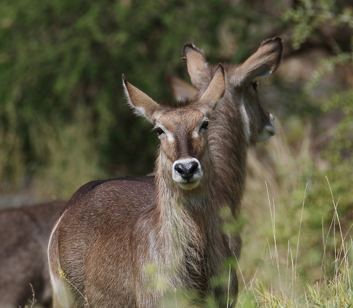 Ellipsen-Wasserbock - Weibchen 