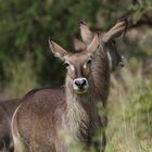 Ellipsen-Wasserbock - Weibchen 