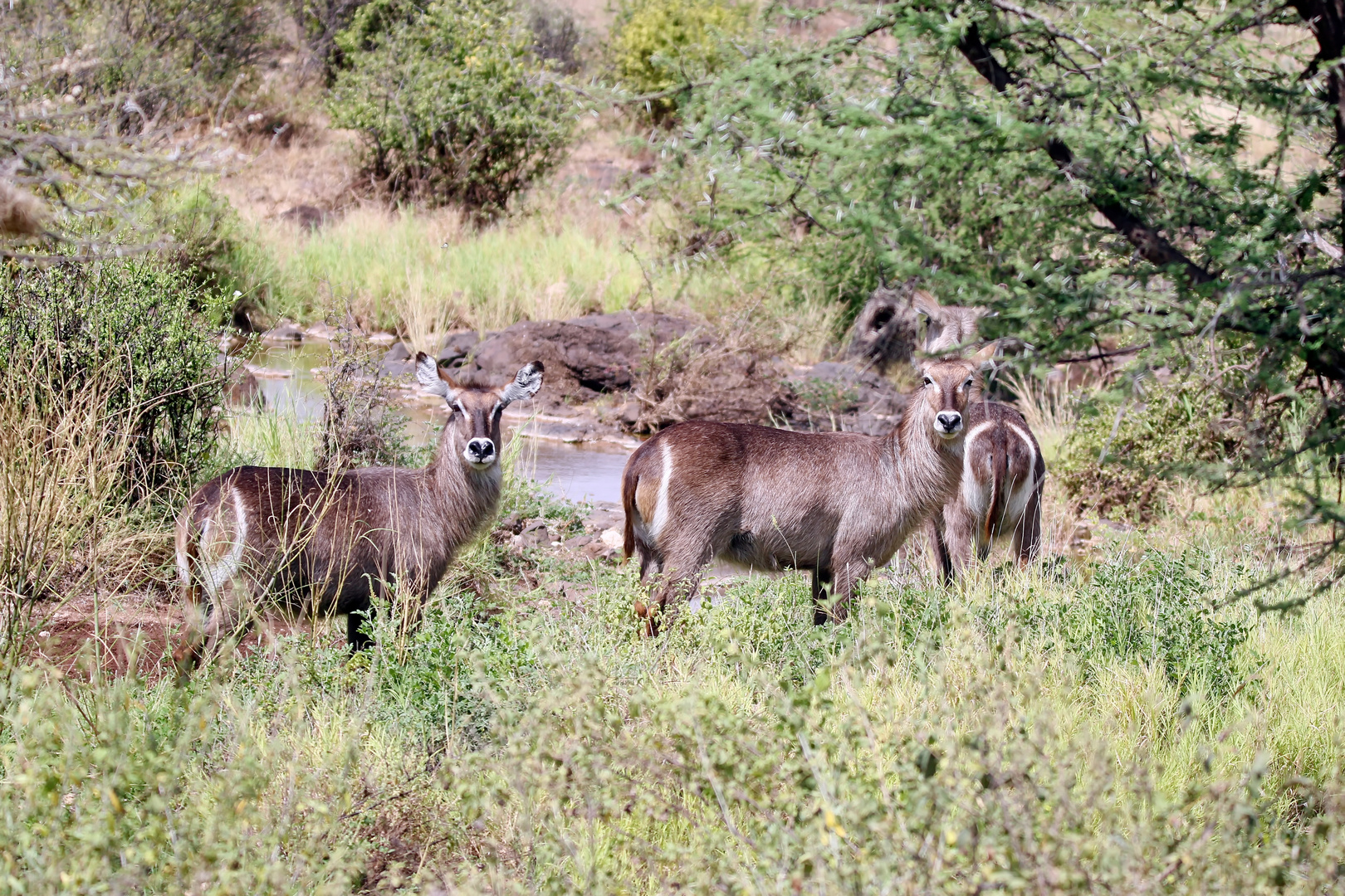 Ellipsen-Wasserbock,(Kobus ellipsiprymnus)