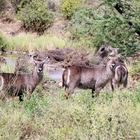 Ellipsen-Wasserbock,(Kobus ellipsiprymnus)