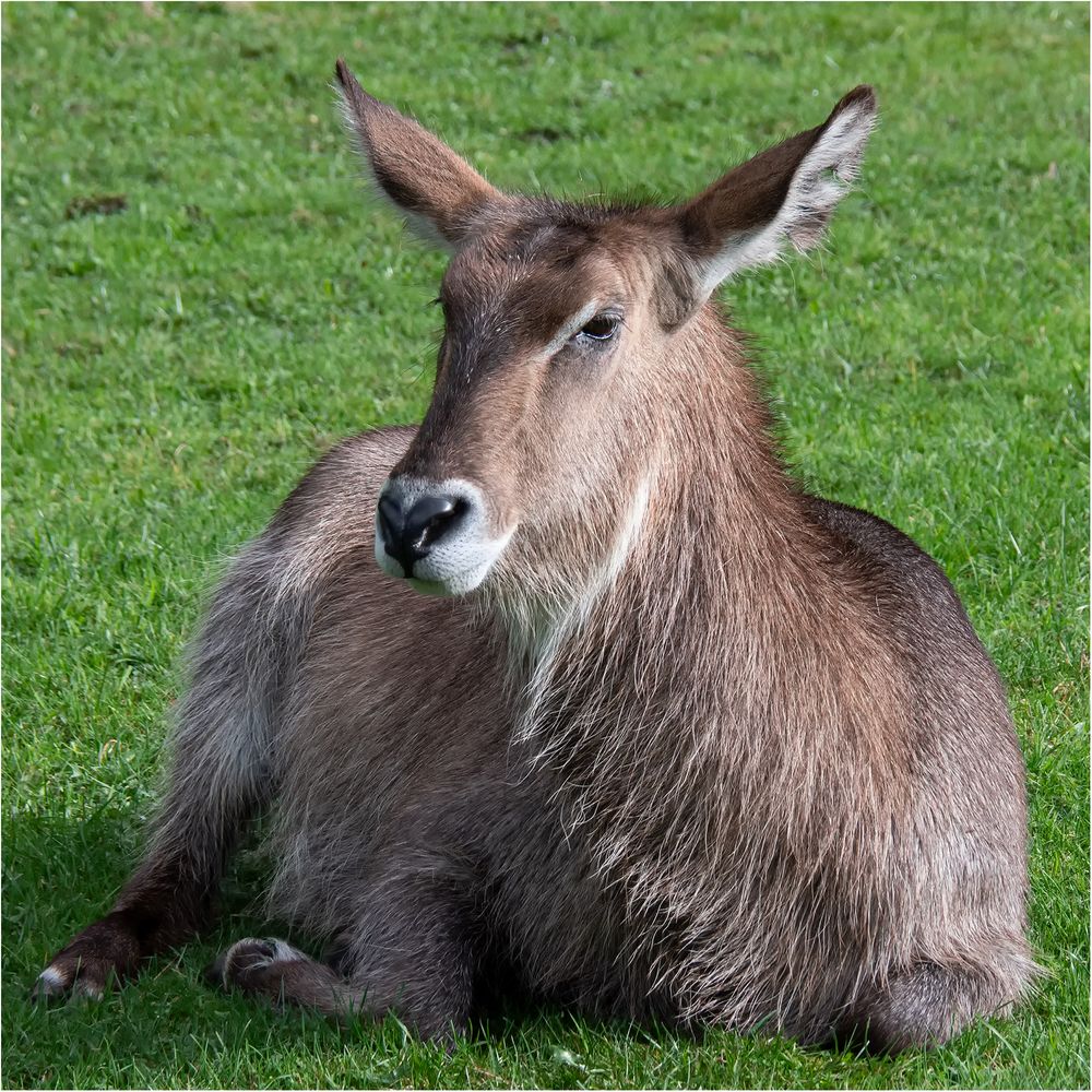 Ellipsenwasserbock