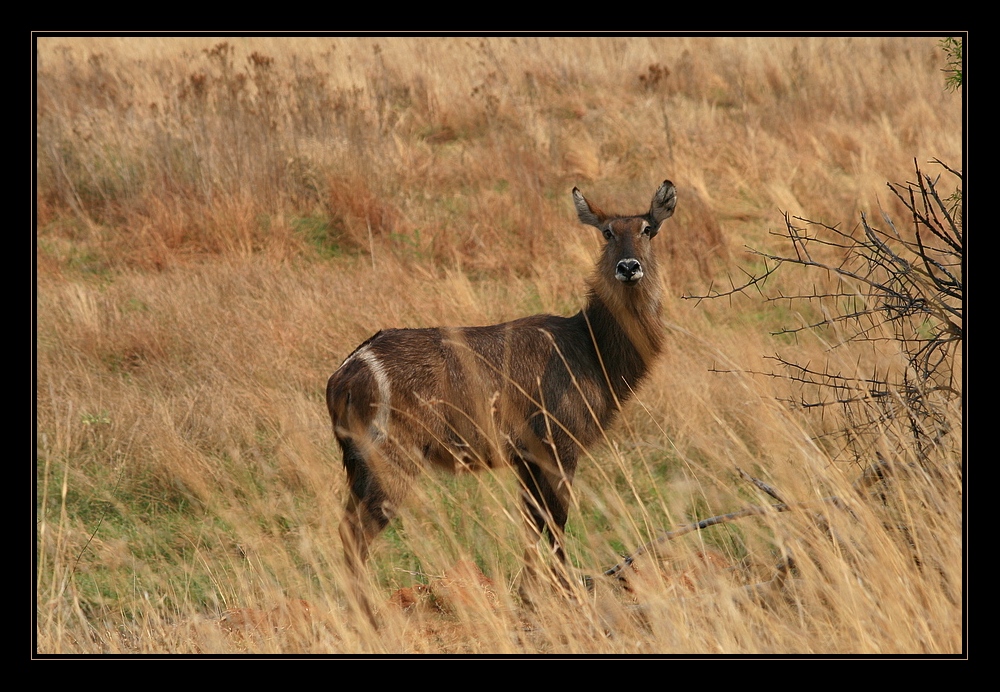 ellipsenwasserbock