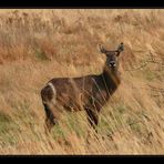 ellipsenwasserbock