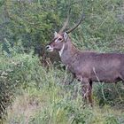 Ellipsenwasserbock