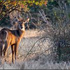 Ellipsenwasserbock (K. e. ellipsiprymnus)