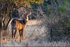 Ellipsenwasserbock (K. e. ellipsiprymnus)