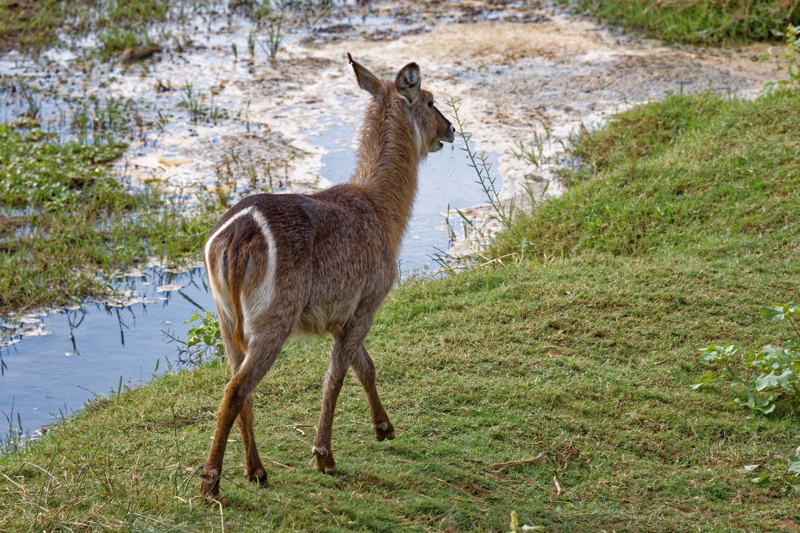 Ellipsenwasserbock_4