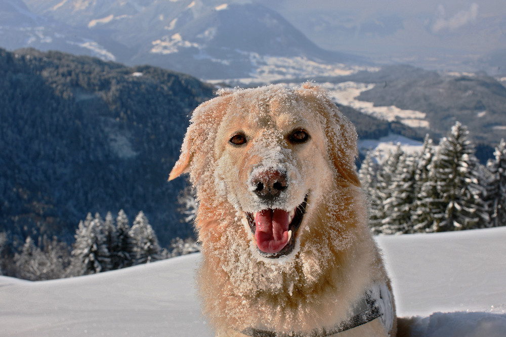 Elly am Alpwegkopf