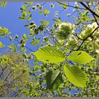 elm leaves at staward gorge Northumberland 2b