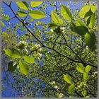 elm leaves at staward gorge Northumberland