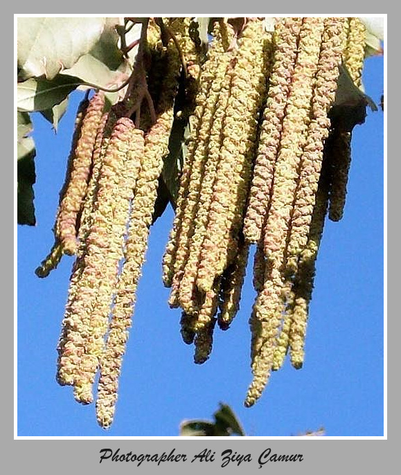 Elm Tassels