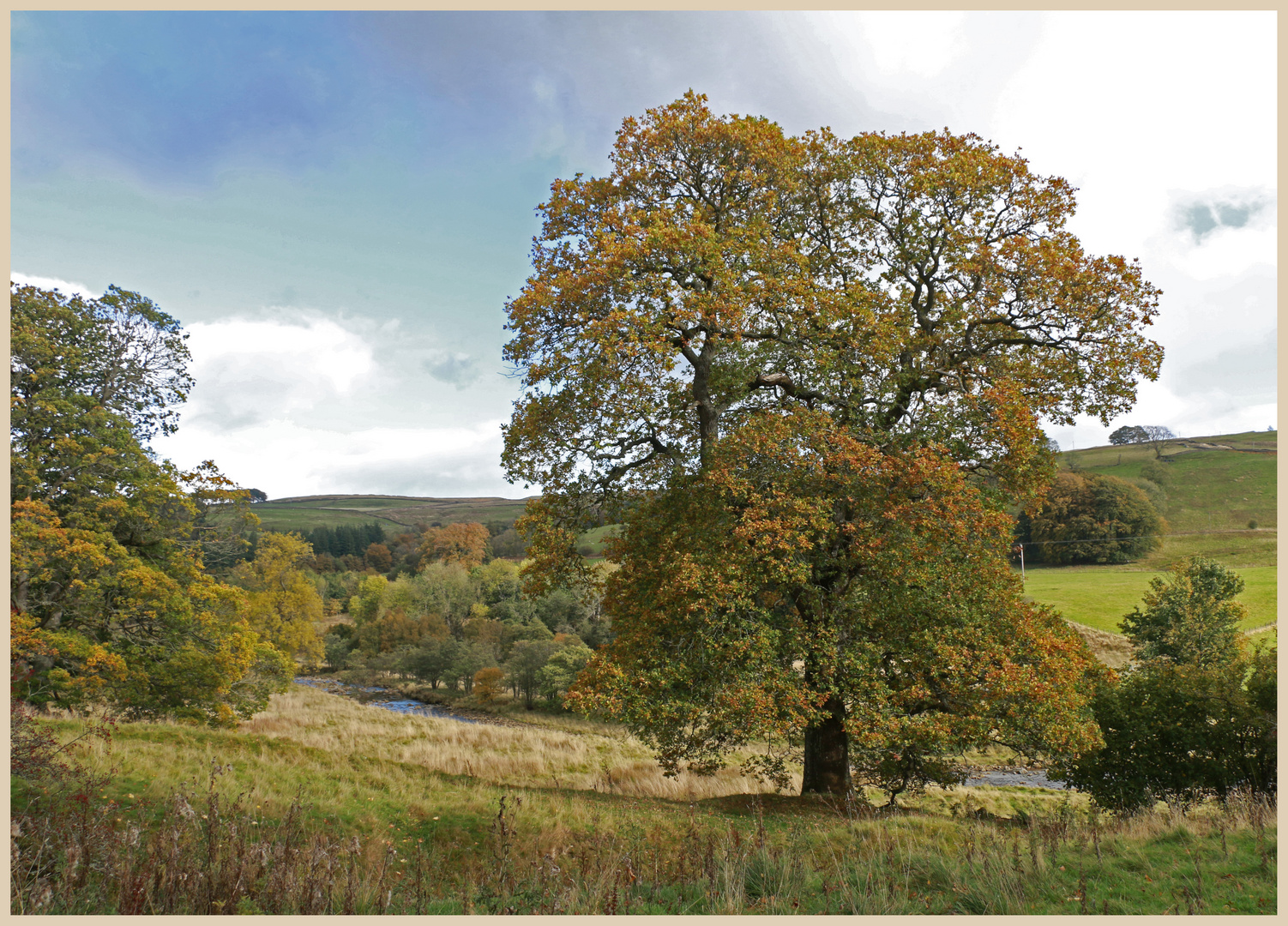 elm tree near Ninebanks