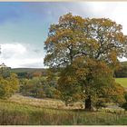 elm tree near Ninebanks