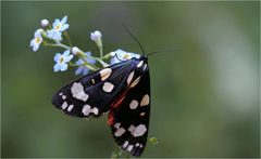 Elmar, der Schönbär aus dem Elm