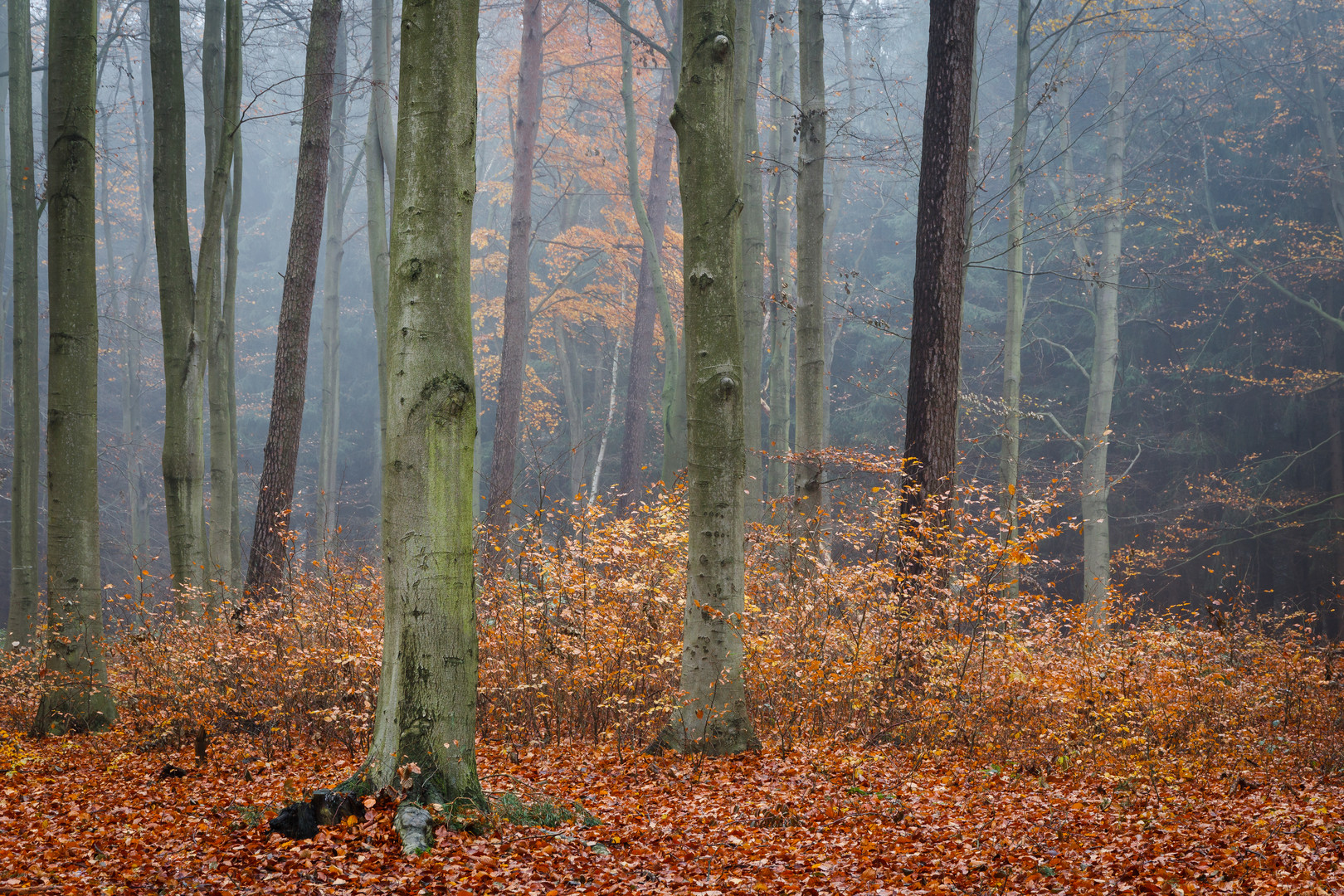 Elmenhorster Wald