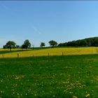 Elmlandschaft im Mai