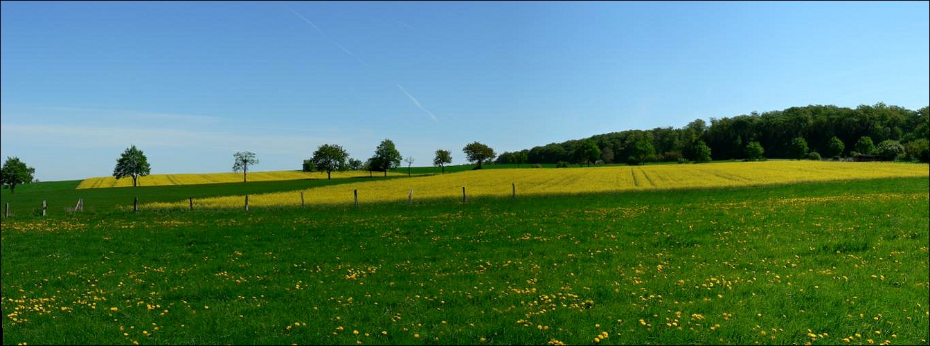 Elmlandschaft im Mai