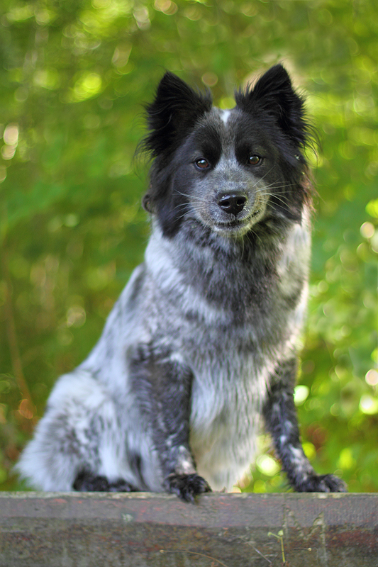 Elo auf Bank im Wald mit ganz viel Bokeh