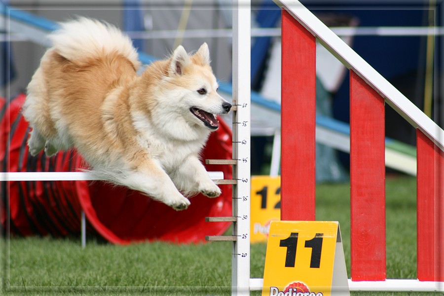 Elo beim Agility