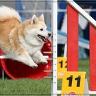 Elo beim Agility