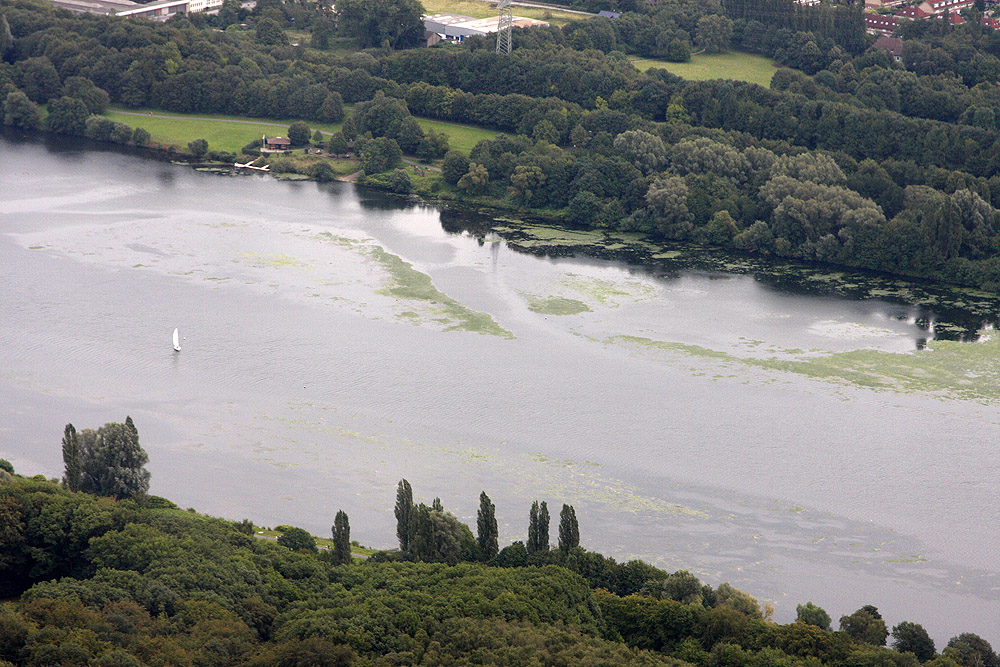 Elodea auf dem Kemnader Stausee