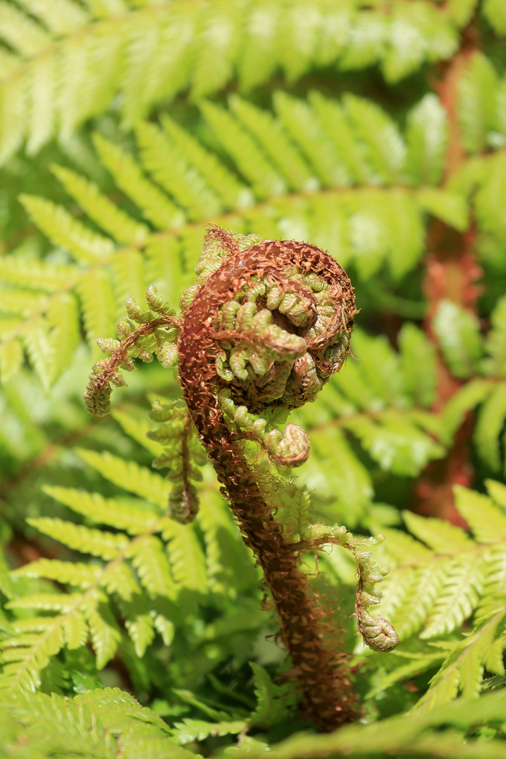 Elongating fern