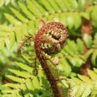 Elongating fern