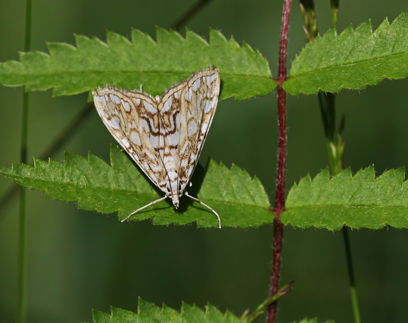 Elophila nymphaeata