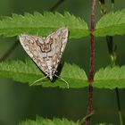 Elophila nymphaeata