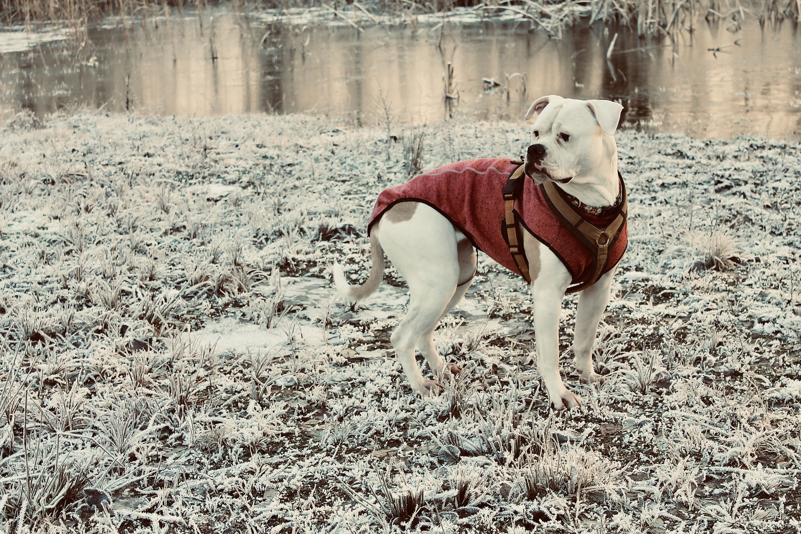 Elphie the bulldog