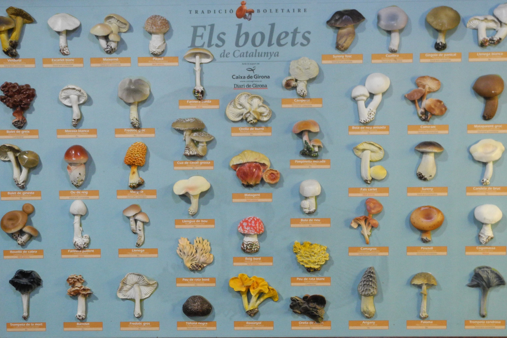 Els bolets de Catalunya