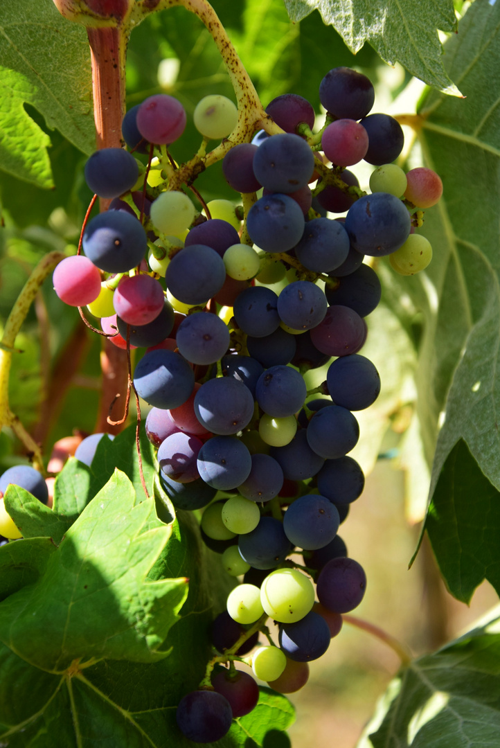 ELS COLORS DEL RAÏM. LOS COLORES DE LA UVA. THE COLOURS OF GRAPE