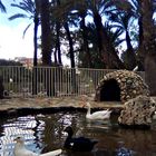 Els oques del parc