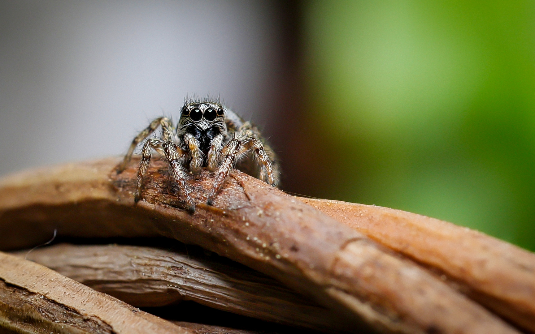 Elsa die Springspinne