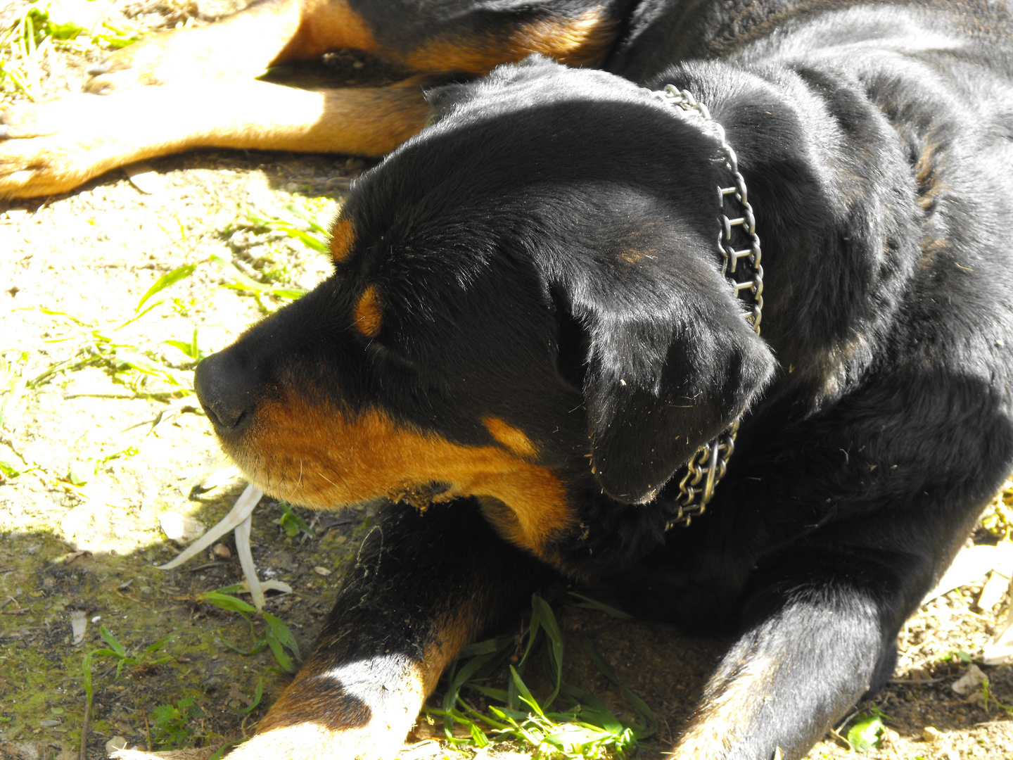 elsa il nostro rottweiller