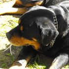 elsa il nostro rottweiller