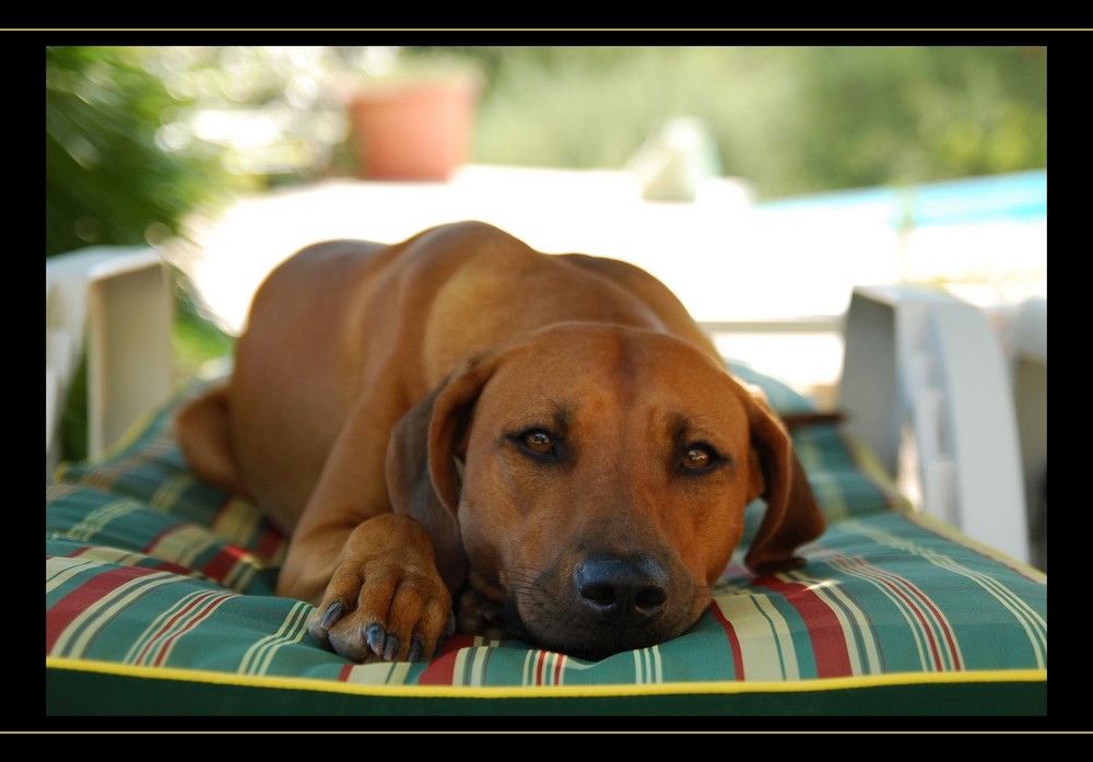 Elsa macht Siesta